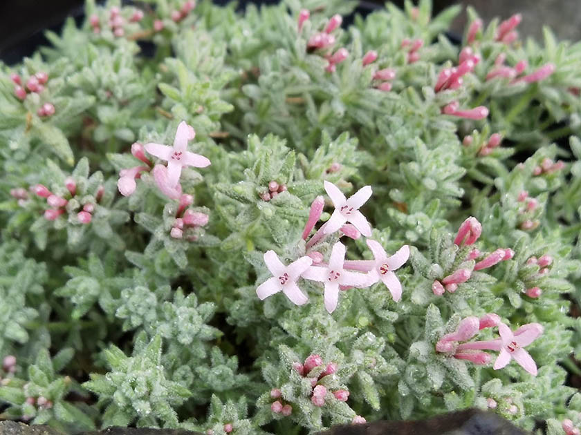Asperula arcadiensis